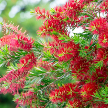 Callistemon viminalis Little John