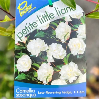 Camellia sasanqua Paradise Little Liane