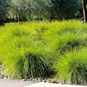 Lomandra confertifolia Little Pal