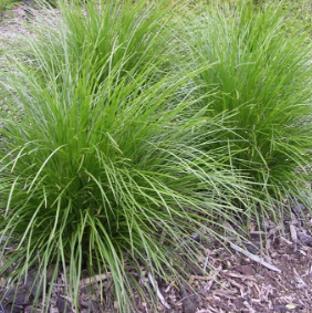 Lomandra confertifolia Little Pal