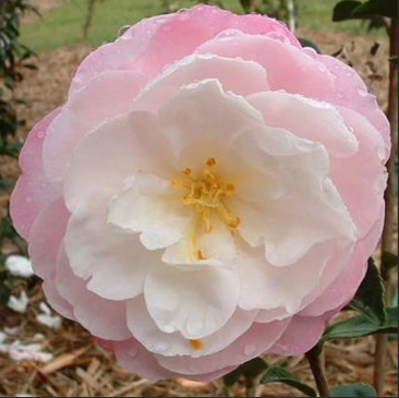 Camellia sasanqua Little Pearl