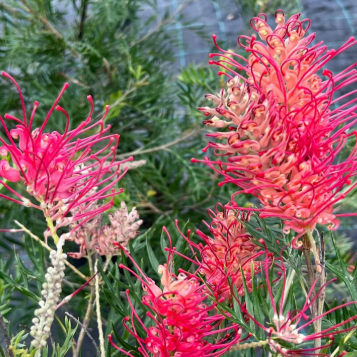 Grevillea Little Robyn