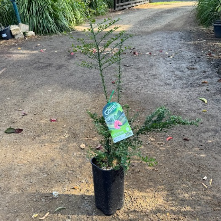 Citrus australasica Citrus Little Ruby Finger Lime