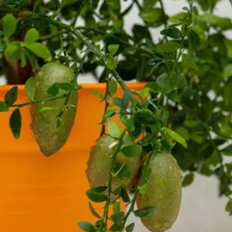Citrus australasica Citrus Little Ruby Finger Lime
