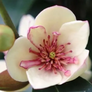 Magnolia laevifolia Michelia 'Princess Little Sarah' PBR