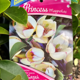 Magnolia laevifolia Michelia 'Princess Little Sarah' PBR