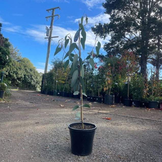 Eucalyptus pauciflora Little Snowman