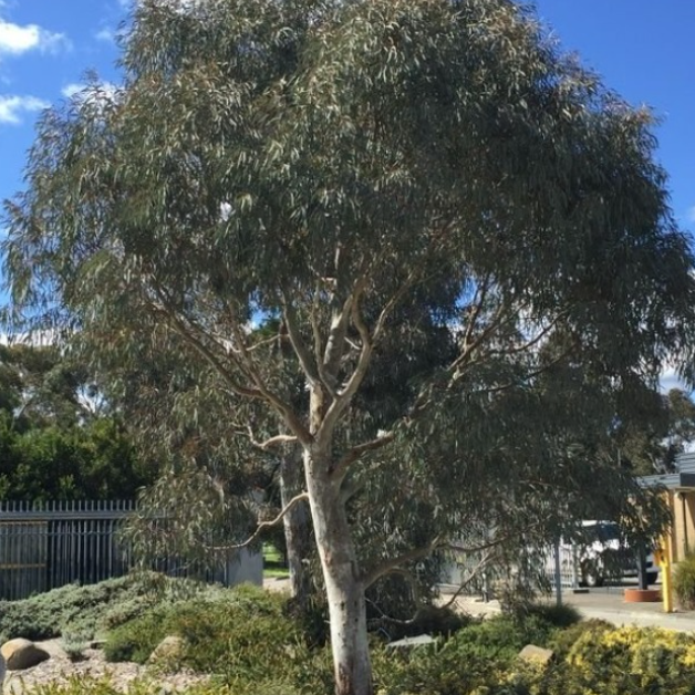 Eucalyptus mannifera Little Spotty Grafted