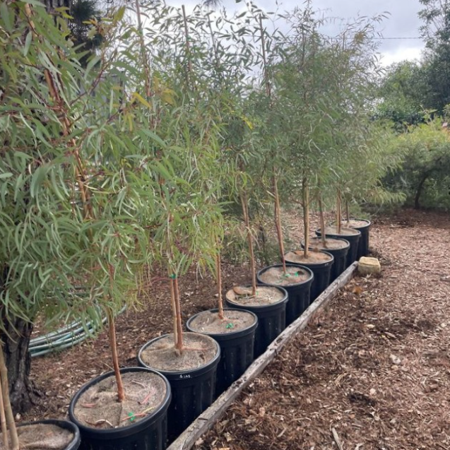 Eucalyptus mannifera Little Spotty Grafted