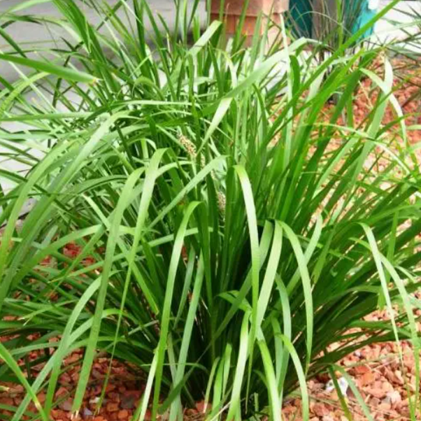 Lomandra longifolia