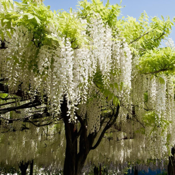 Wisteria floribunda Longissima Alba