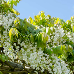 Wisteria floribunda Longissima Alba
