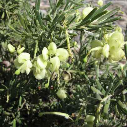 Grevillea lanigera Lutea