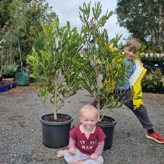 Macadamia integrifolia Grafted