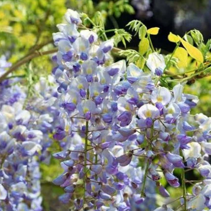 Wisteria floribunda Macrobotrys