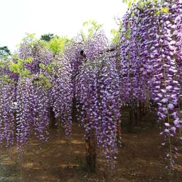 Wisteria floribunda Macrobotrys