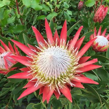 Protea cynaroides Madiba
