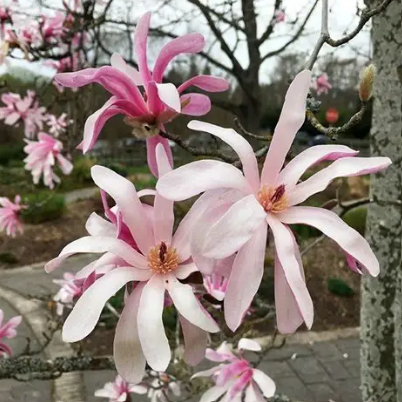 Magnolia x Pinkie