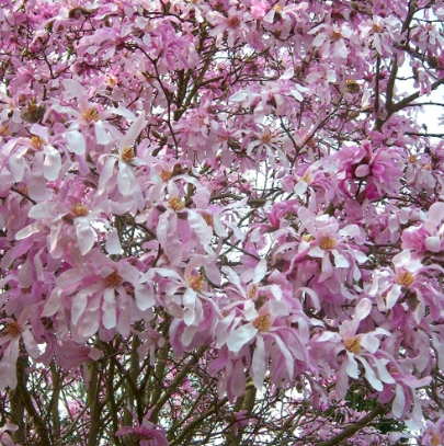 Magnolia x Pinkie