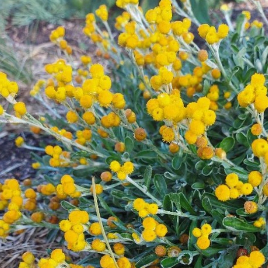 Chrysocephalum apiculatum Mallee Buttons