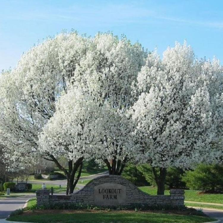 Pyrus ussuriensis Manchurian Pear