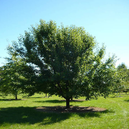 Pyrus ussuriensis Manchurian Pear – Mountain View Nursery