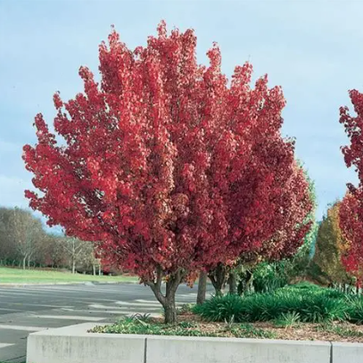 Pyrus ussuriensis Manchurian Pear – Mountain View Nursery