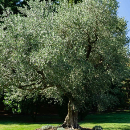 Olea europea Manzanillo Olive