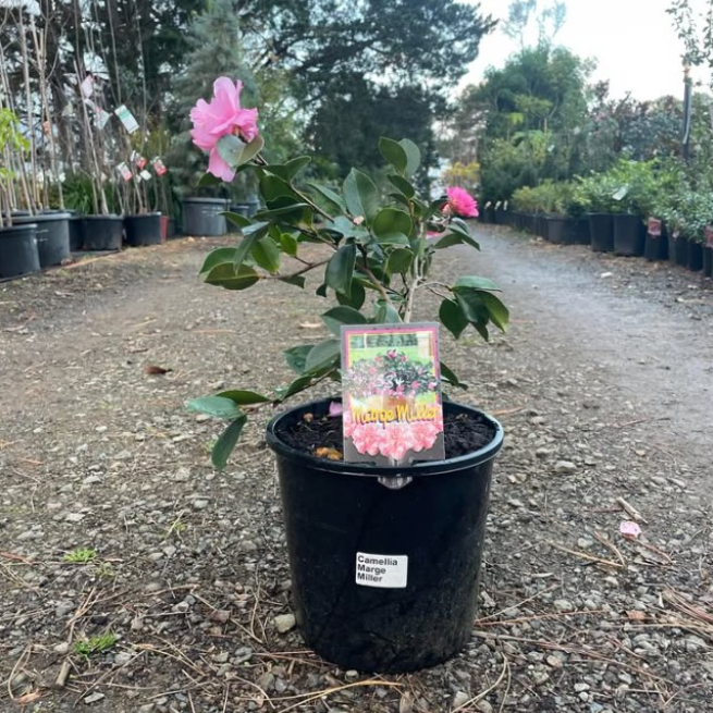 Camellia sasanqua Marge Miller