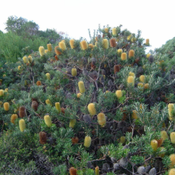 Banksia marginata Silver Banksia