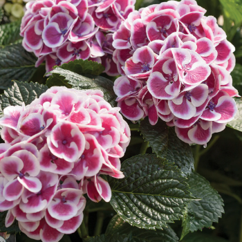 Hydrangea macrophylla Mars