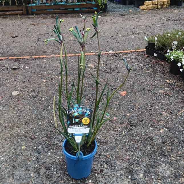 Anigozanthos Celebrations Masquerade