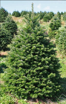 Abies nordmanniana Nordmann Fir