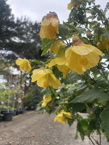 Abutilon 'Lucky Lantern Yellow'