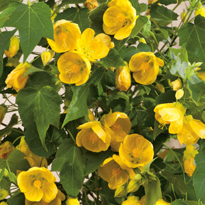 Abutilon Lucky Lantern Yellow