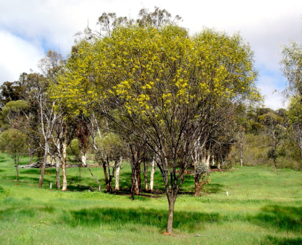 Acacia acuminata Raspberry Jam Wattle - Tucker Bush