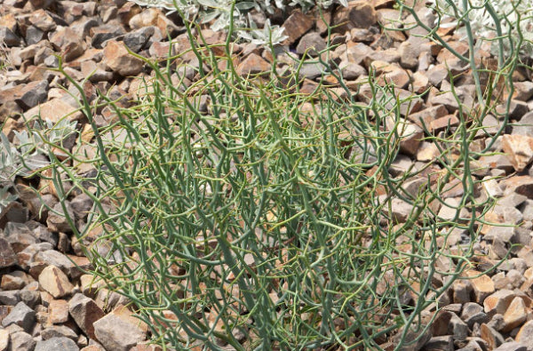 Acacia aphylla