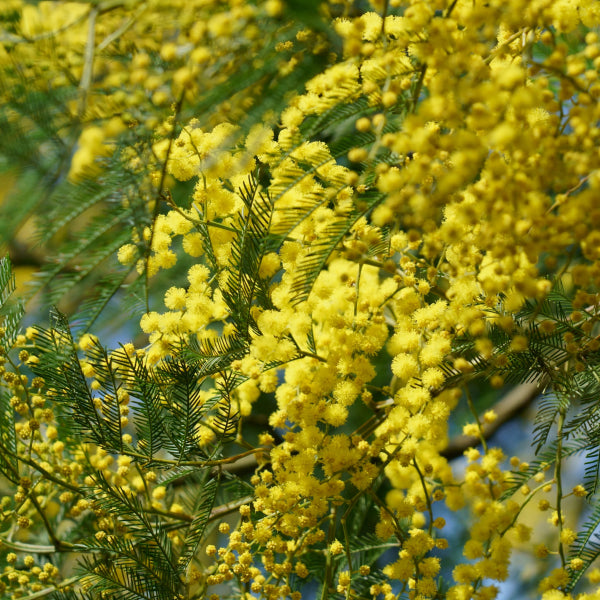 Acacia baileyana Cootamundra Wattle