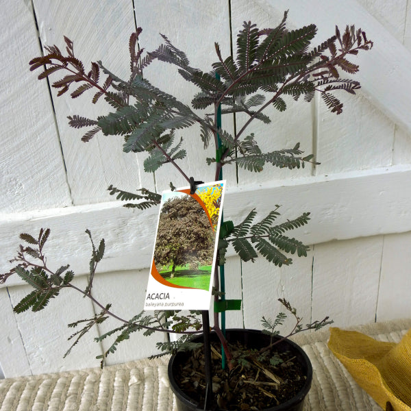 Acacia baileyana Purpurea