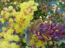 Load image into Gallery viewer, Acacia baileyana Purpurea
