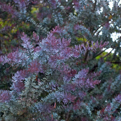 Acacia baileyana Purpurea