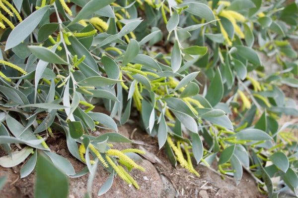 Acacia binervia Sterling Silver