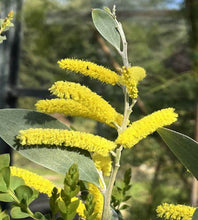 Load image into Gallery viewer, Acacia binervia Sterling Silver
