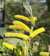 Acacia binervia Sterling Silver