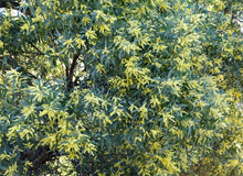 Load image into Gallery viewer, Acacia binervia Sterling Silver
