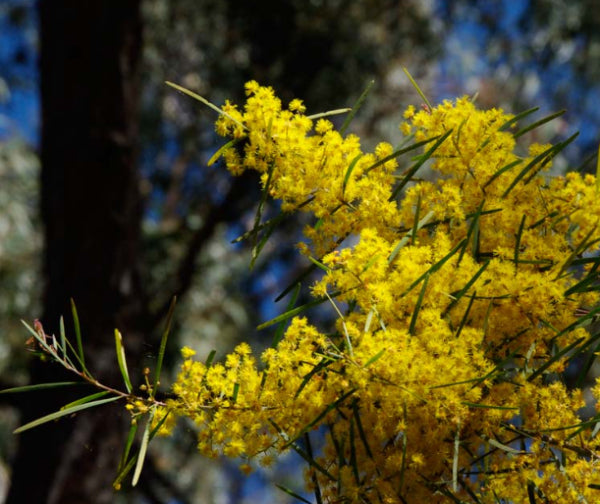 Acacia boormanii