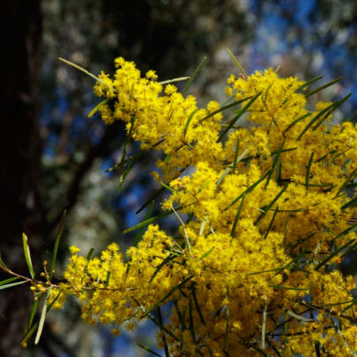 Acacia boormanii Snowy River Wattle
