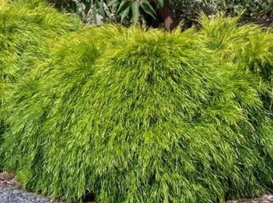 Acacia Bower Beauty