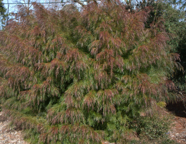 Acacia cognata Burgundy Cascade