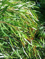 Acacia cognata Copper Tips